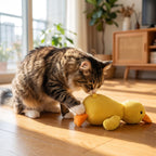 Cat investigating duck toy