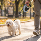 Small dog on retractable leash on pavement